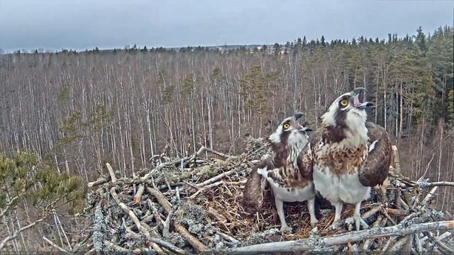 Скопы ,вОроны и форель. Даму защитил и накормил. ) смотреть онлайн