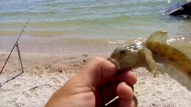 Бычок на Азовском море (коса пересыпь) смотреть онлайн