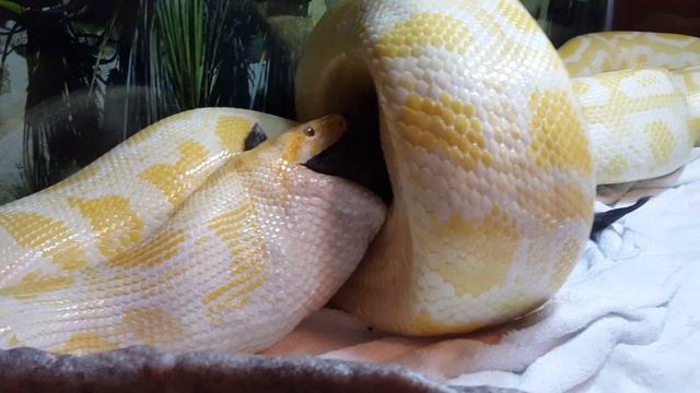 Albino Burmese Python Eating a 3 1/2 lb Rabbit смотреть онлайн