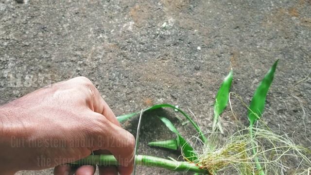 How to grow lucky bamboo from cuttings | How to grow lucky bamboo faster | Lucky bamboo grow смотреть онлайн