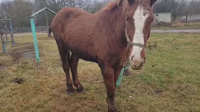Порода Русский тяжеловоз смотреть онлайн