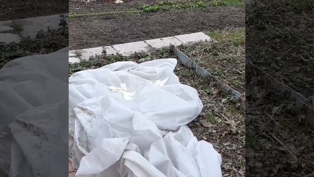 Укрытия роз не сломались ! ИМПЕРАТРИЦА ФАРАХ , ЧИПИНДЕЙЛ. смотреть онлайн