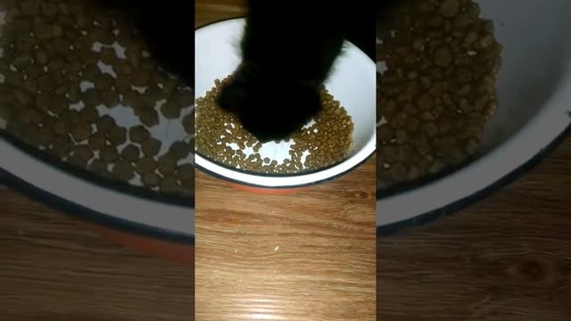 Кормление Мейн кунов мясом смотреть онлайн