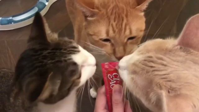 Cute Baby Animals Dogs And Cats | СМЕШНЫЕ ЖИВОТНЫЕ 2020 | Baby Animals | Веселые котята #66 смотреть онлайн