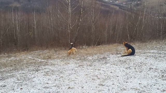 Смішні собаки граються в горах / Funny dogs playing at the mountains смотреть онлайн