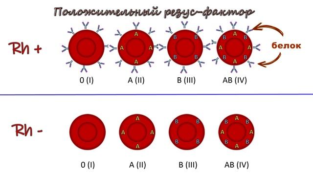 Какие бывают группы крови смотреть онлайн