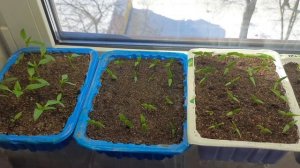 Выбор лампы для досветки рассады и как легко ее подвесить на окне.