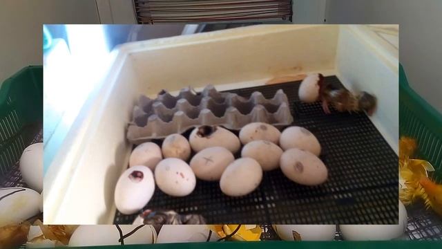 Как помочь вылупится птенцу|Ковыряем яйцо, помогаем выйти птенцу? Как правильно делать дырки в яйце смотреть онлайн