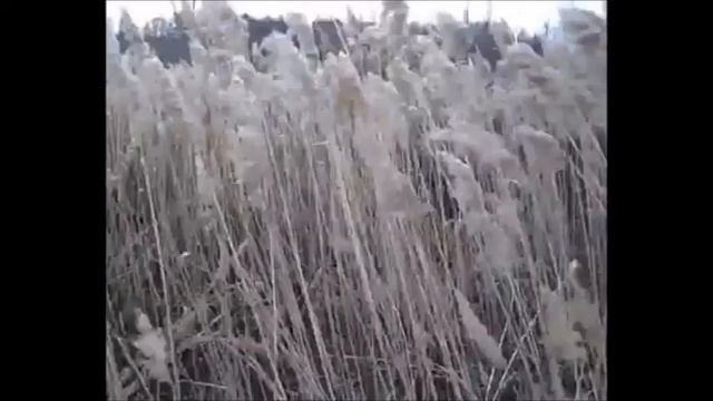 Я помню миллионы лет - слова и музыка Веты Ножкиной, флейта Евгения Шамбасова, гитара Павел Волков смотреть онлайн