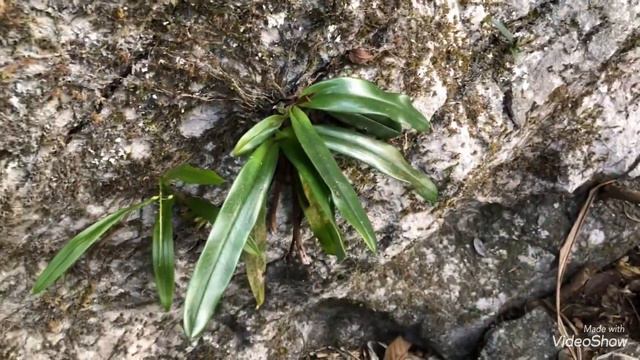 Hành trình vào rừng sâu tìm lan /tập 2/giật mình ngọn núi đầy Lan đẹp смотреть онлайн