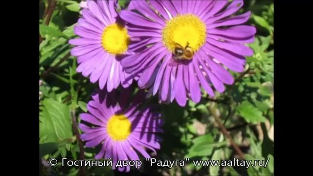 Отдых на Кулундинском озере смотреть онлайн