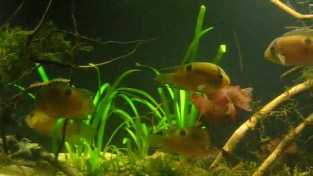 Akara z Maronii dorosłe ryby смотреть онлайн
