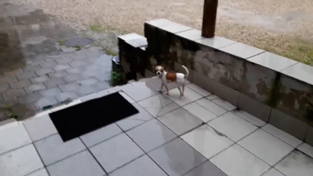 У Шики Вязка