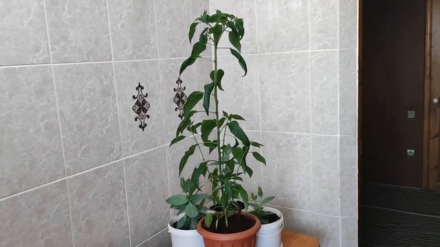 результат обрезки макушки у эустомы, экспериментальный острый перец 🌶️🌶️🌶️