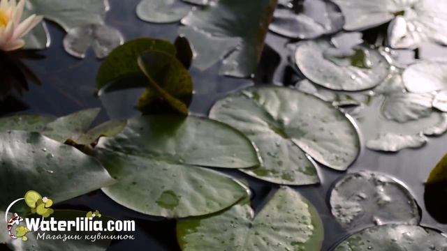 Пистия в теплице Краткий обзор укрывного материала для водной теплицы с растениями смотреть онлайн