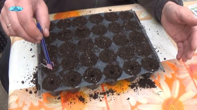 БАЗИЛИК. ПОСЕВ В КАССЕТУ СЕМЯН БАЗИЛИКА.