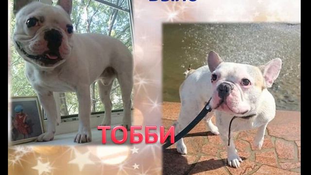 2016 Группа помощи французским бульдогам смотреть онлайн