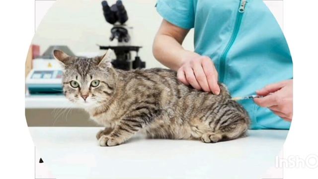 Почему НЕЛЬЗЯ КОРМИТЬ ЧУЖИХ ПИТОМЦЕВ!Это надо знать всем! смотреть онлайн