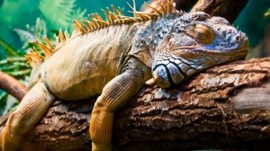 ТОП 5 ЯЩЕРИЦ ДЛЯ ДОМА