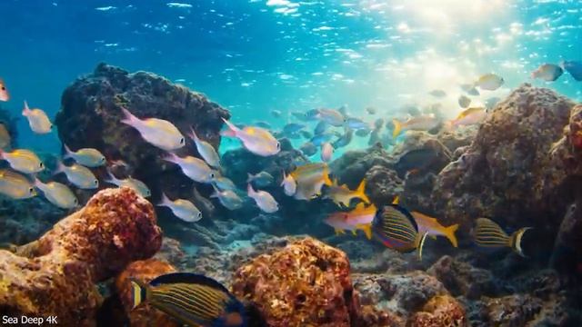 4K Underwater Wonders - Tropical Fish, Coral Reefs - Relaxing Sleep Meditation Music смотреть онлайн