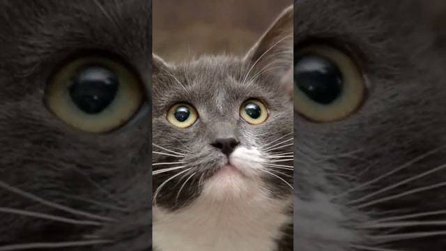 Bible Kitty Vs. Devil Kitty? #Godislove #Prayer смотреть онлайн