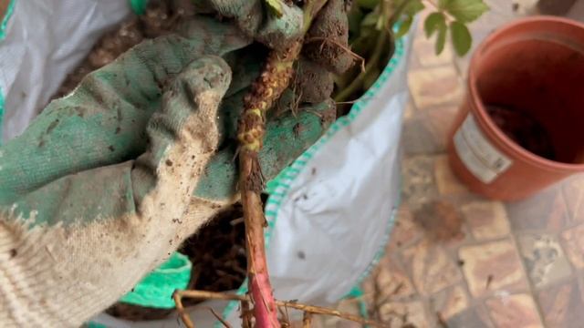 Как размножить ежевику | Свои саженцы ежевики смотреть онлайн