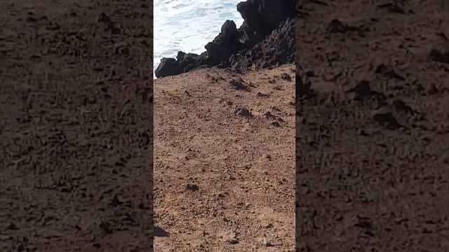 Андрей Демидов. Прогулки по Канарам. Остров Лансероте. Атлантика. смотреть онлайн