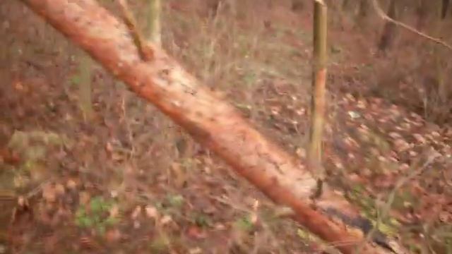 Лопатка против сосны смотреть онлайн