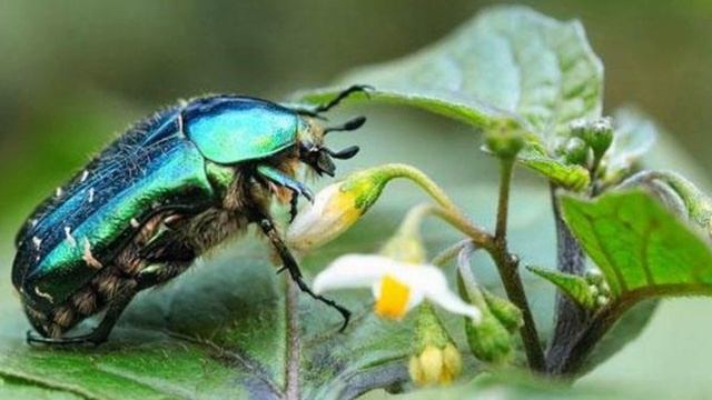 Бронзовка в саду? ПРОСТОЙ И РАБОЧИЙ СПОСОБ забыть о бронзовки! смотреть онлайн