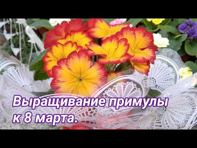 Примула к 8 марта. Часть 1/2. смотреть онлайн