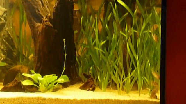 Corydoras trilineatus in their new aquarium смотреть онлайн