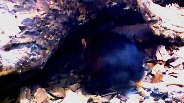 Редкие животные. Хоботковая собачка Петерса (Rhynchocyon petersi) смотреть онлайн