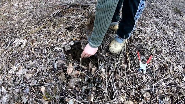 Sadnja šume crne johe (Alnus glutinosa) - Planting a Black Alder trees смотреть онлайн