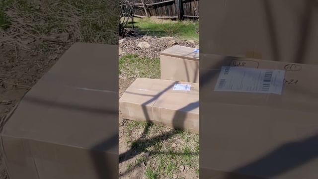 Пришла посылка: декоративные кустарники / хвойные . смотреть онлайн