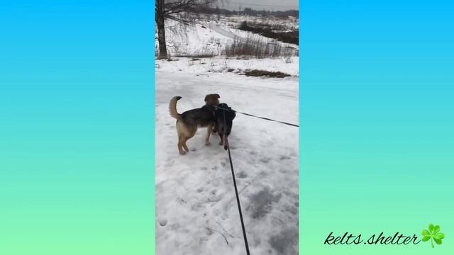 ??|| •Лана,Лёня и Сеня на прогулке?• // kelts.shelter? смотреть онлайн