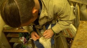 ОБЕЗРОЖИВАНИЕ КОЗ РЕЗИНКАМИ/ переезд в деревню