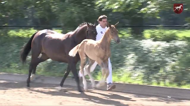 3 Juste Salsa - Apache x Charmeur x Negro - Pref. смотреть онлайн
