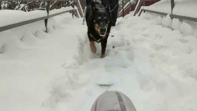 ПОПУЛЯРНЫЙ МАРШРУТ Абрамцево - Радонеж для похода выходного дня, подойдет любому! смотреть онлайн