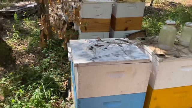 Что стало с утопленными ульями после урагана смотреть онлайн
