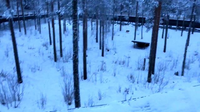 Winter Zoo and ICE BAR in Finland (Ranua Zoo) lapland смотреть онлайн