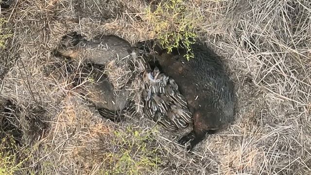 Morning DJI Mavic 3T thermal Wildlife nature смотреть онлайн