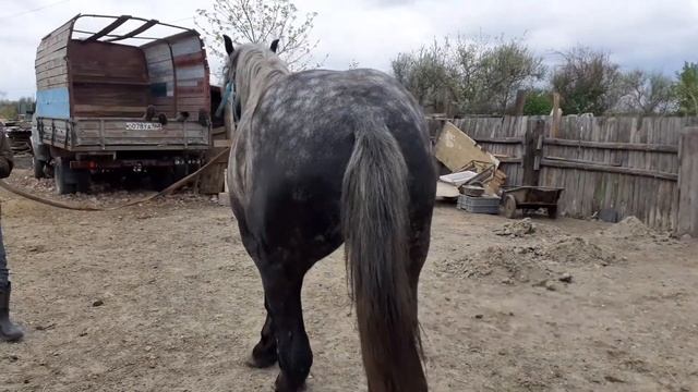 продаются лошади тяжеловозные породы смотреть онлайн
