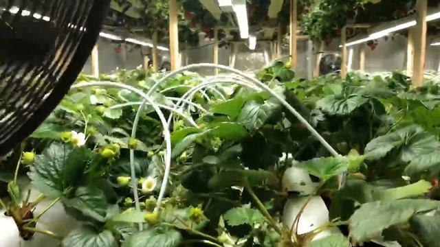 ТЮМЕНЬ. КЛУБНИКА В ЯНВАРЕ смотреть онлайн