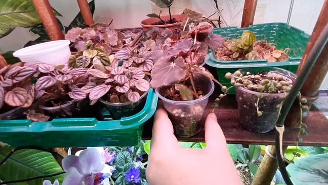 ?Меня обманули☹ Какими удобрениями для комнатных цветов я пользуюсь??? смотреть онлайн