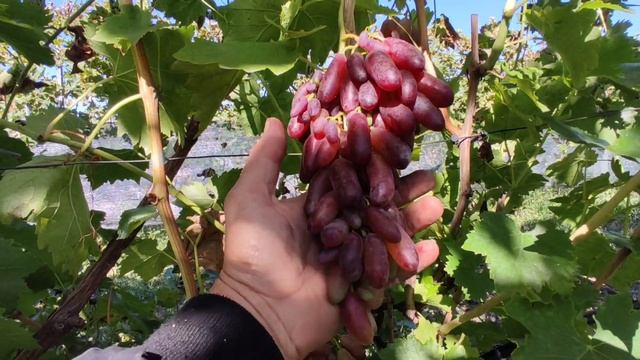 Красавец Маникюр Фингер смотреть онлайн