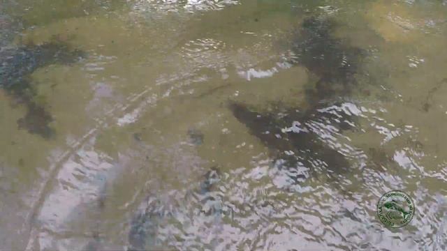 KEIRYU. Ловля хариуса на нимфу в глубине потока. Удочка в дугу! смотреть онлайн