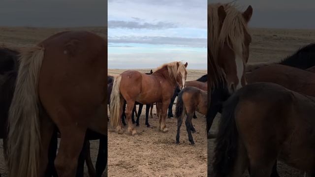 Лошади казахской породы смотреть онлайн