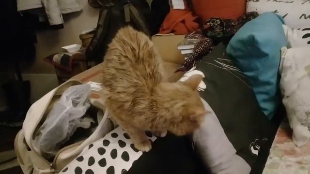 Кот Кутузов не узнает свой мокрый хвост смотреть онлайн