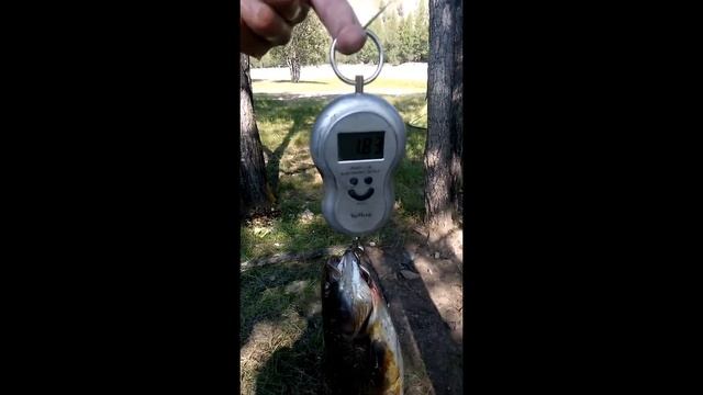 Трофеи классических сибирских видов рыб выловленных в рыболовных путешествиях по Монголии. смотреть онлайн