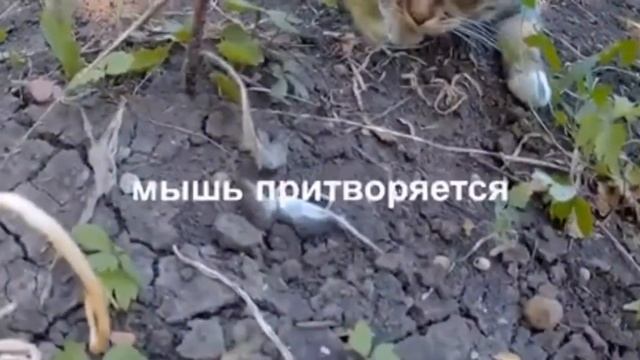 охота кота#cat hunt